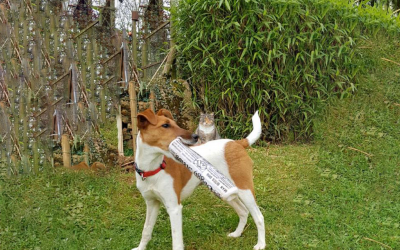Test Chien