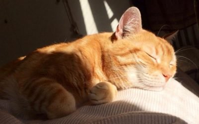 Adopter un Chat Adulte : Guide Complet, Avantages et Mythes