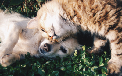 Test – Chat